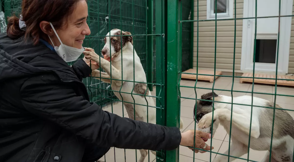 Acasă la motanul Putin şi câinele Zelenski. 30 de animale salvate din Ucraina şi-au găsit salvarea la un adăpost din Cernavodă