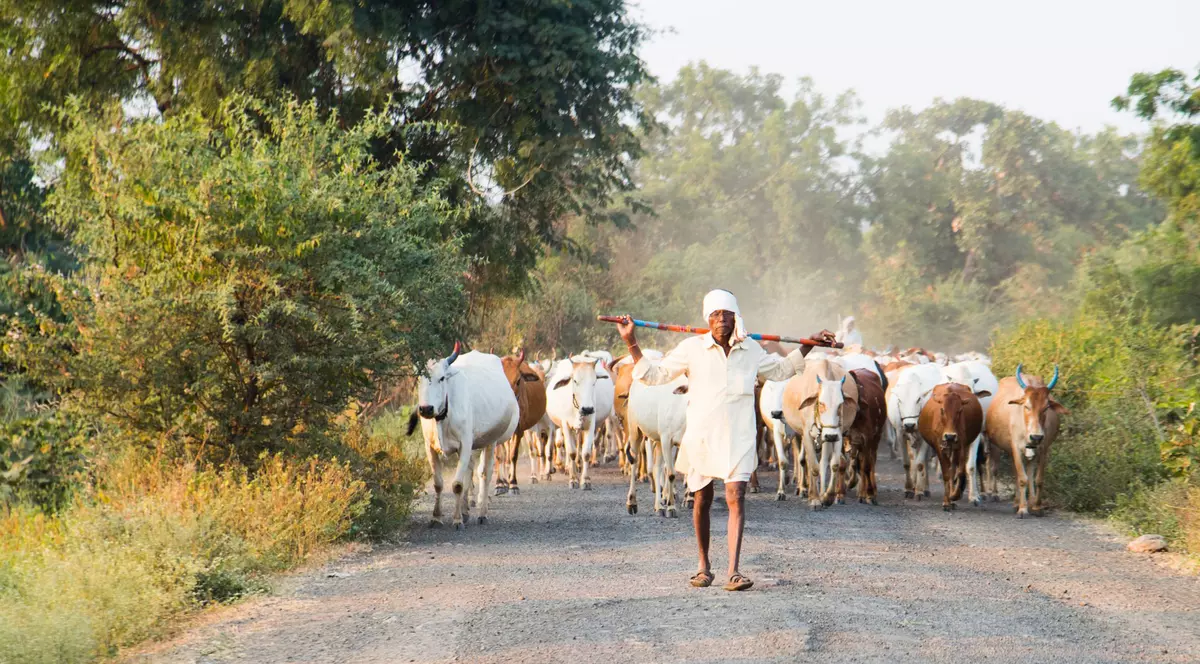 Experimentul reușit al unor laureați Nobel în India. Au dat unei familii două vaci