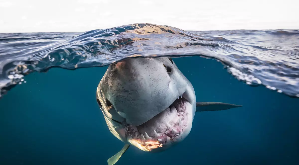 „Ți se taie răsuflarea”. Cele mai frumoase fotografii subacvatice, premiate internațional