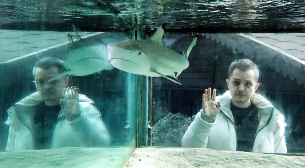 Un rechin captiv într-un acvariu, atracția unui club de noapte din Turcia, timp de 10 ani