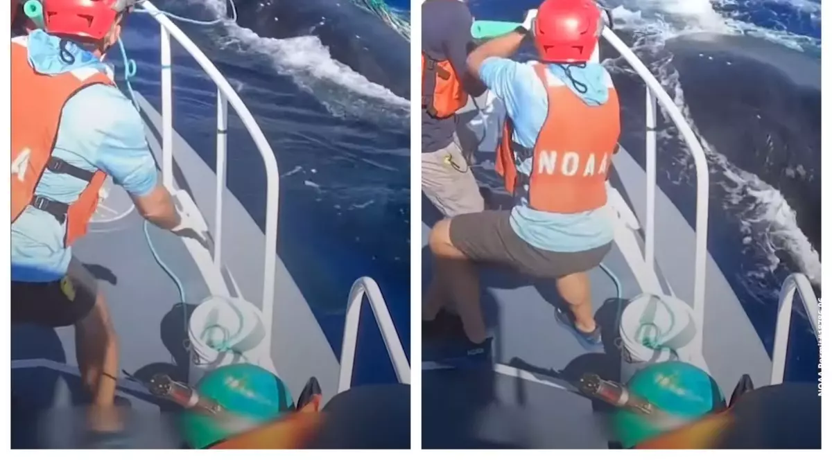 VIDEO. Cum decurge salvarea unei balene prinse în resturi marine