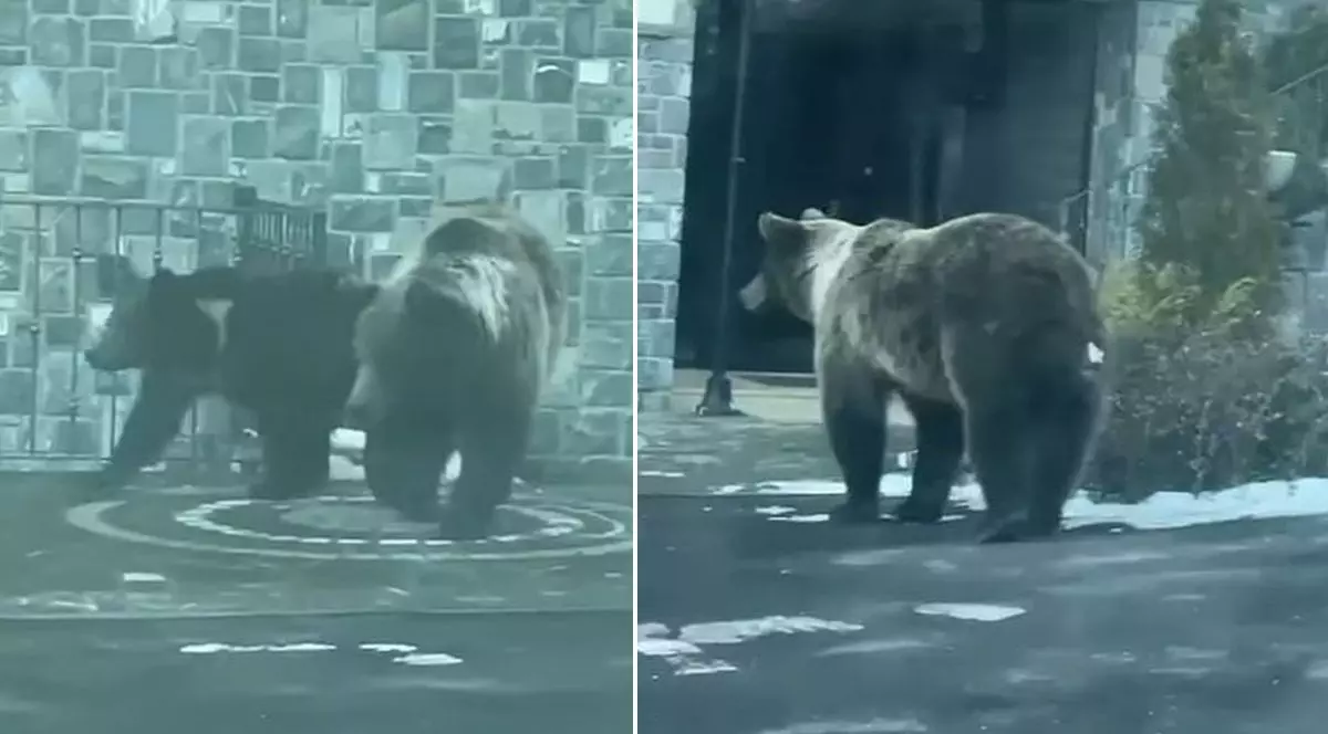 Urși filmați la intrarea într-un hotel din Sinaia. Turistă: „Iubim animalele, dar nu vrem să fim hrana lor”