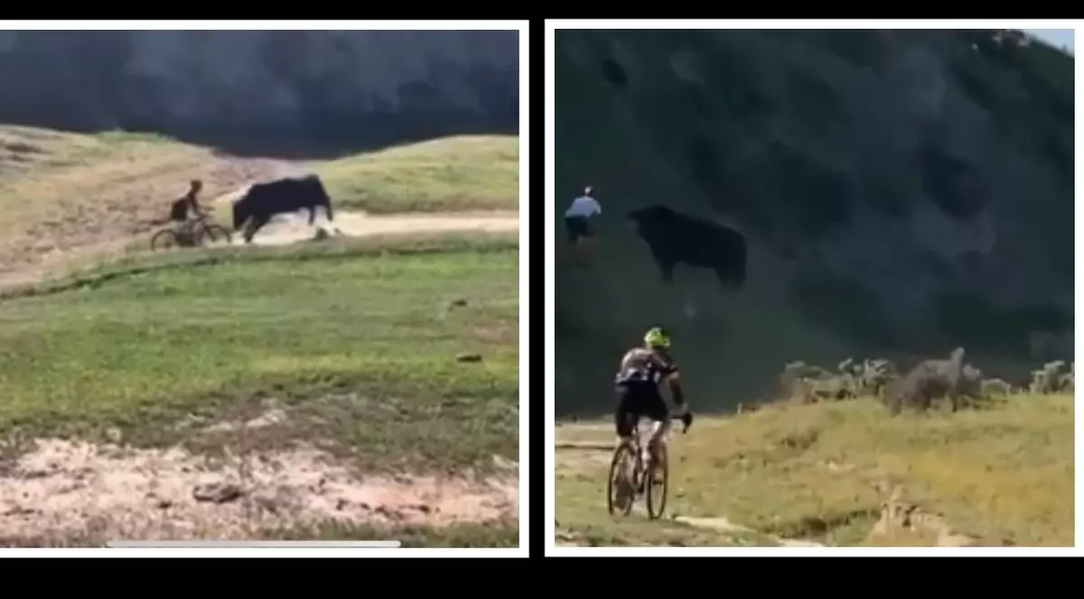 Cursă nebună. Accidente produse de taurii furioși la o competiție de ciclocros din SUA