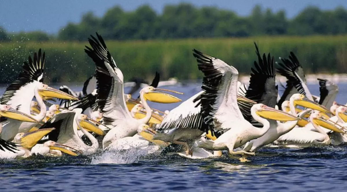 Reduceri de 70% la vacanțele all inclusive: Delta pentru seniori și Delta pentru toți