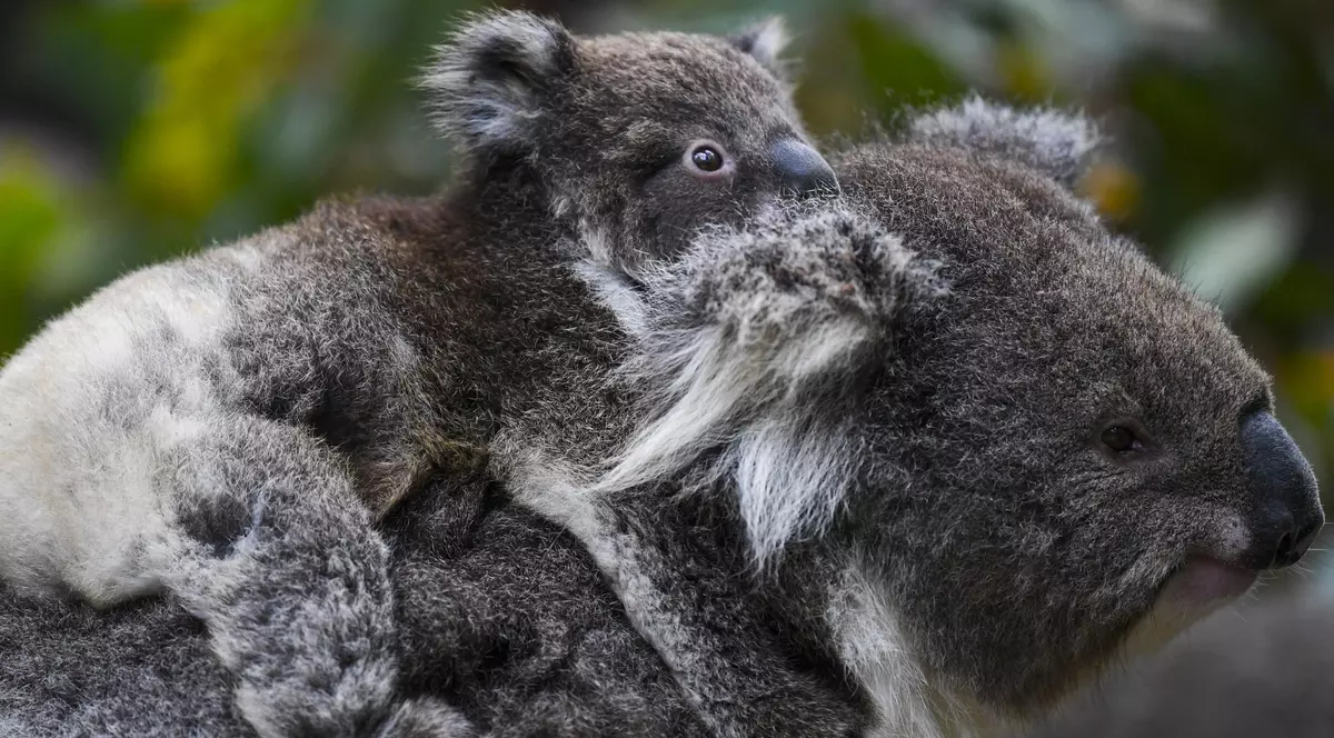 Ursul koala, inclus în lista animalelor pe cale de dispariție. Specia, puternic afectată de incendii și secetă
