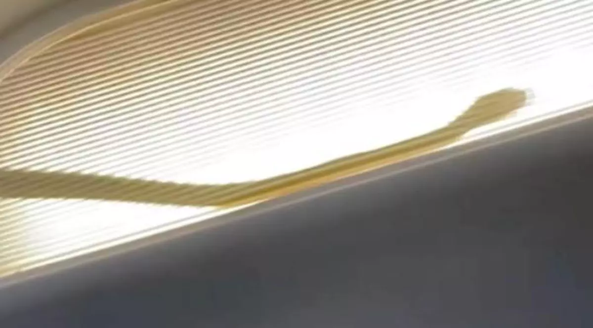 Un avion de pasageri, nevoit să aterizeze de urgență după ce s-a găsit un șarpe la bord