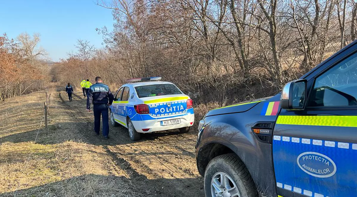 Zeci de păsări au fost găsite spânzurate în copaci într-o pădure din Botoșani. „Nu am văzut aşa ceva în viaţa mea”