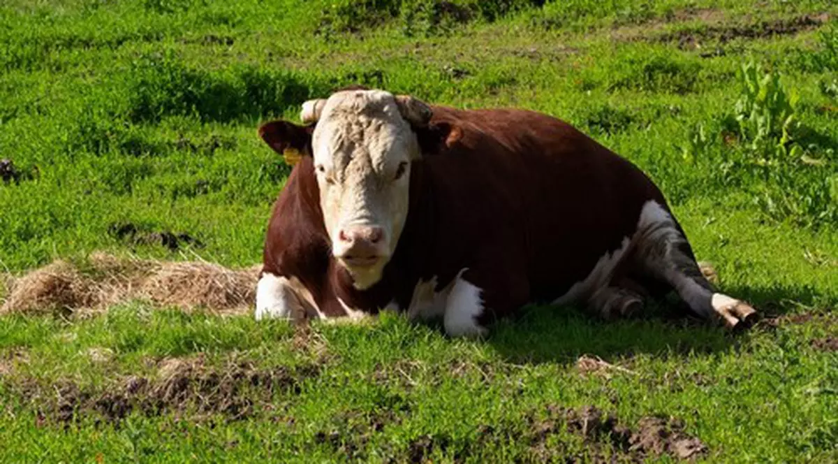 Un tăuraș din Noua Zeelandă luat de ape a apărut după o săptămână la 80 de kilometri distanță. „Sunt uimit că a supraviețuit”