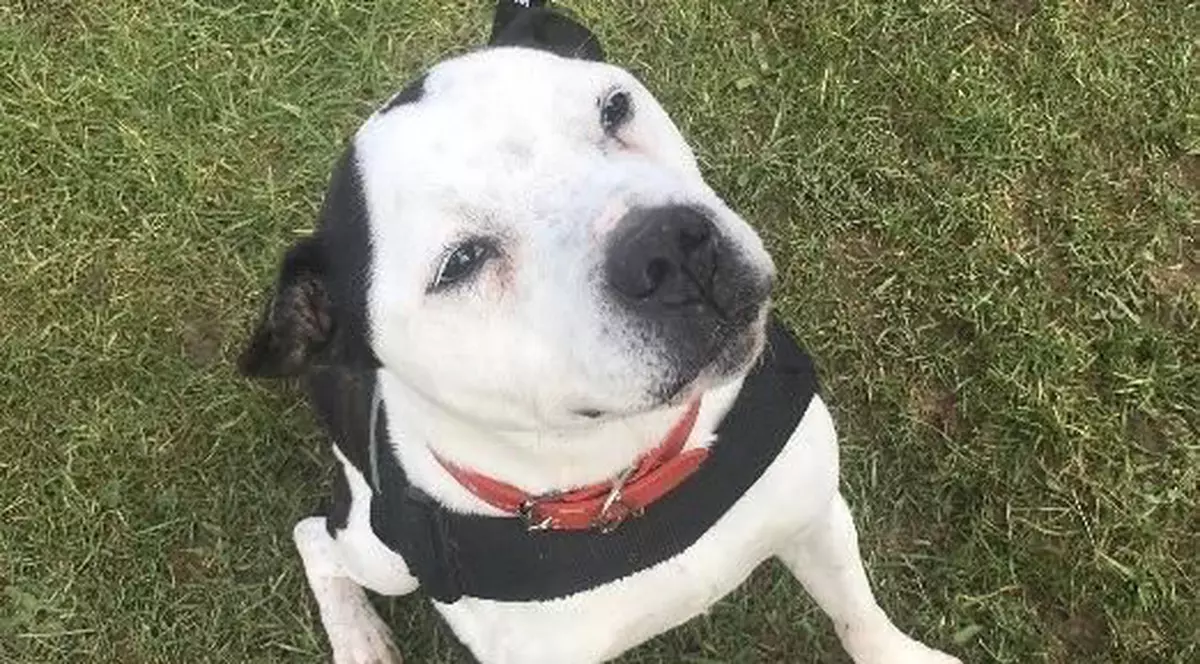 Lupta unui bull terrier pentru o viață nouă:  a învățat limbajul semnelor, după ce a rămas surd
