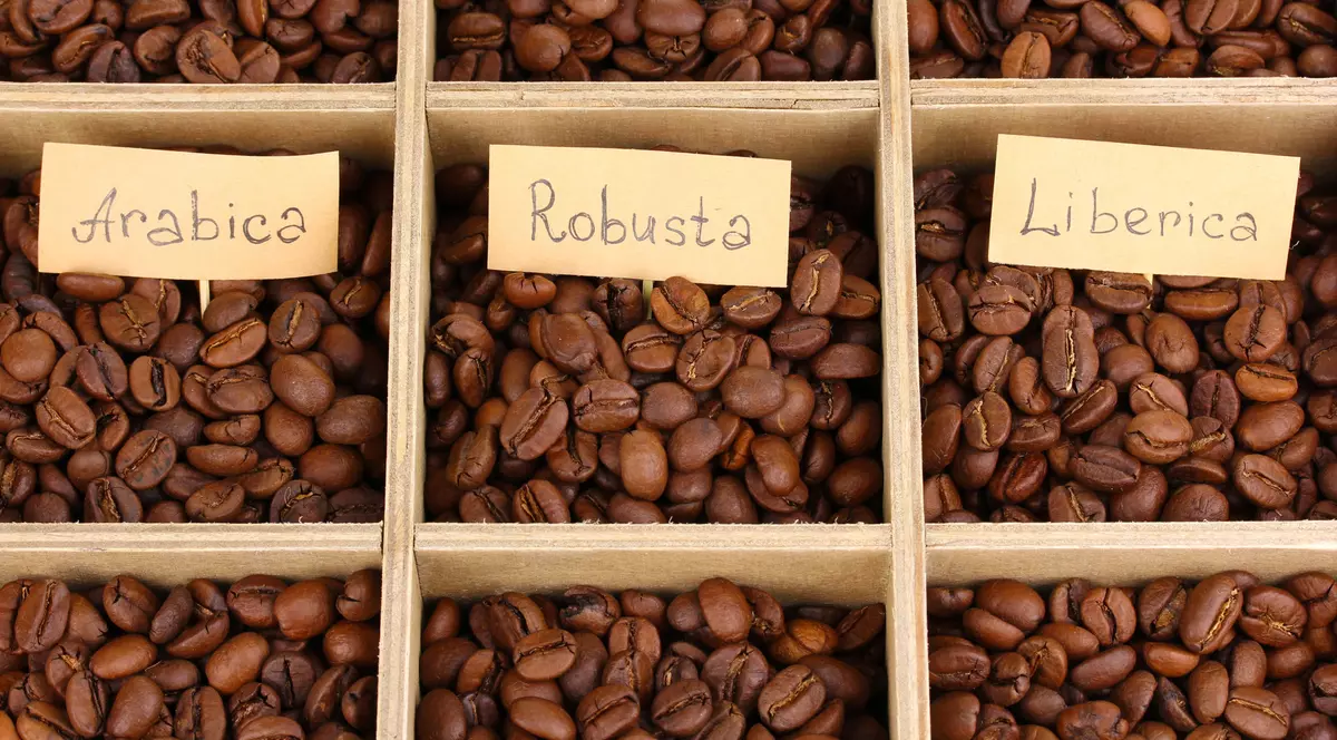 Diferența dintre cafea arabica și robusta
