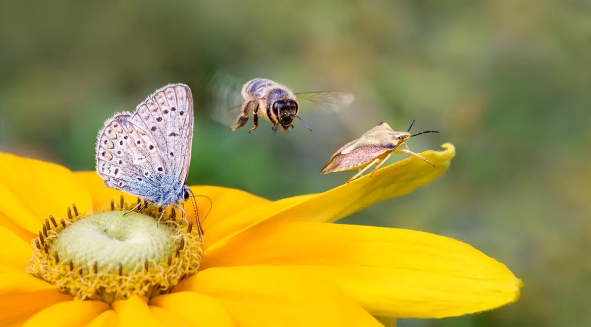 Curiozități despre insecte