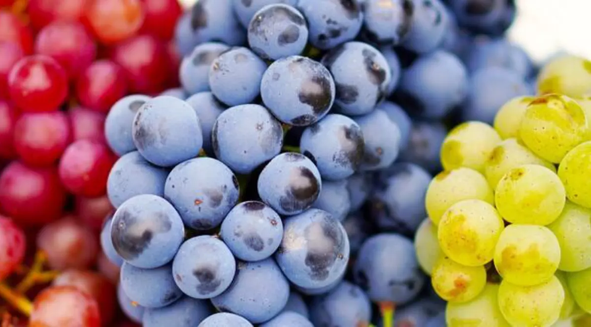 Cum să crești struguri din butași