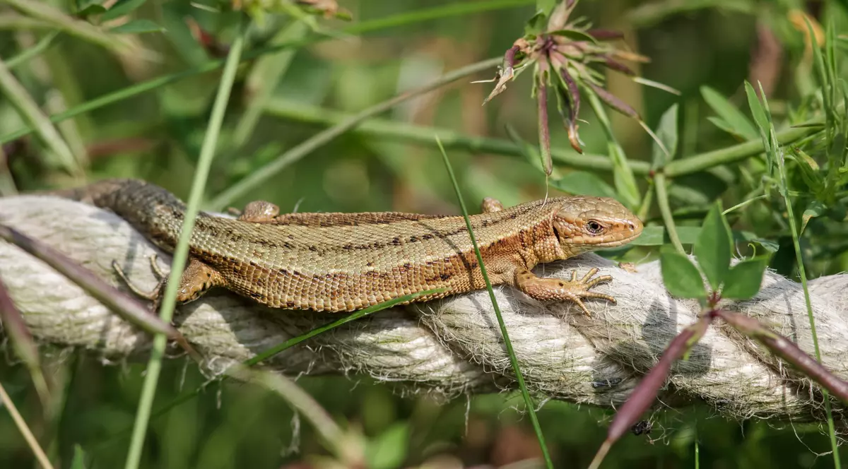 Specii de reptile din România