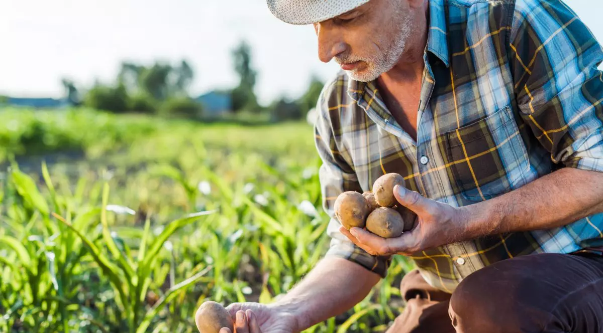 LIBERTATEA TE AJUTĂ. Sprijin financiar pentru cultivatorii de cartofi. Ce presupune proiectul iniţiat de Ministerul Agriculturii