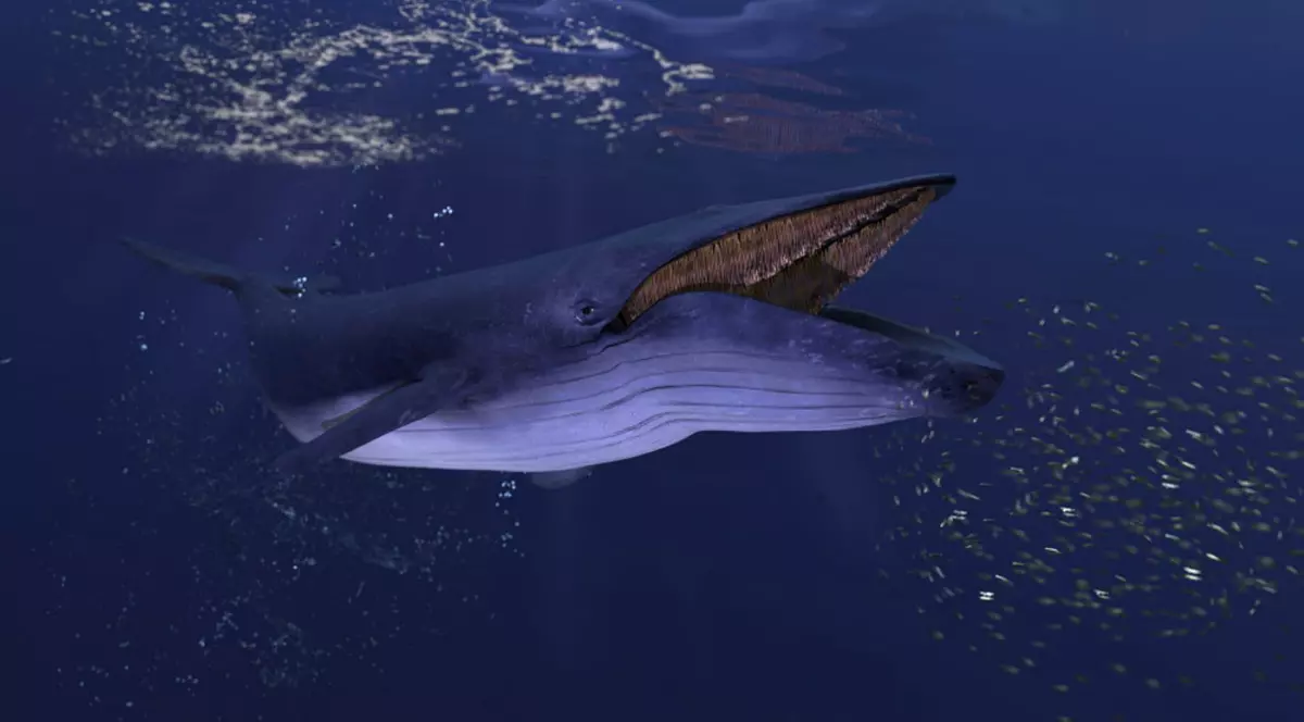 Animale care mananca mult- balena albastra