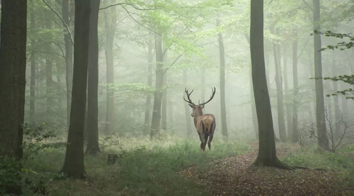 Animale care trăiesc în pădure
