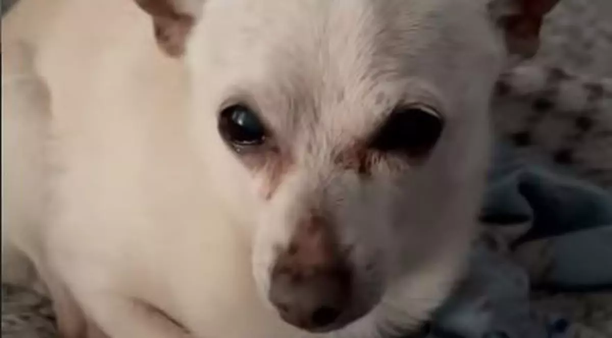 Un Chihuahua din Florida, desemnat cel mai vârstnic câine din lume. Câți ani are