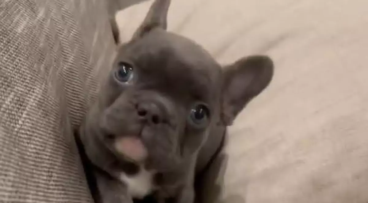 Cățeluș abandonat în Mariupolul bombardat, adoptat de ministrul ucrainean de externe: „Și animalele suferă în război”