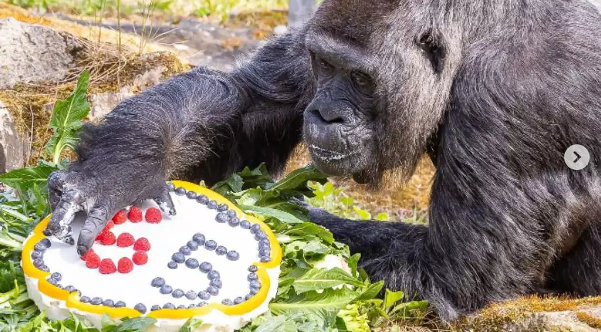 Cea mai bătrână gorilă din lume a împlinit 65 de ani. Fatou a primit tort de ziua ei