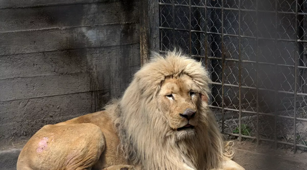 Angajați ai grădinii zoologice din Harkov, uciși de soldații ruși, după ce au rămas să hrănească animalele