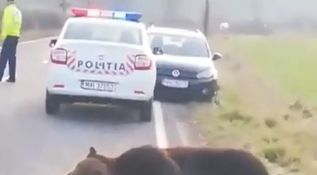 Un urs a fost  lovit de două mașini, pe DN1, în Prahova