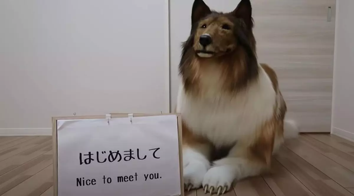 VIDEO | Un japonez a cheltuit o sumă impresionantă pentru a arăta ca un câine: „Mi-am putut îndeplini visul”