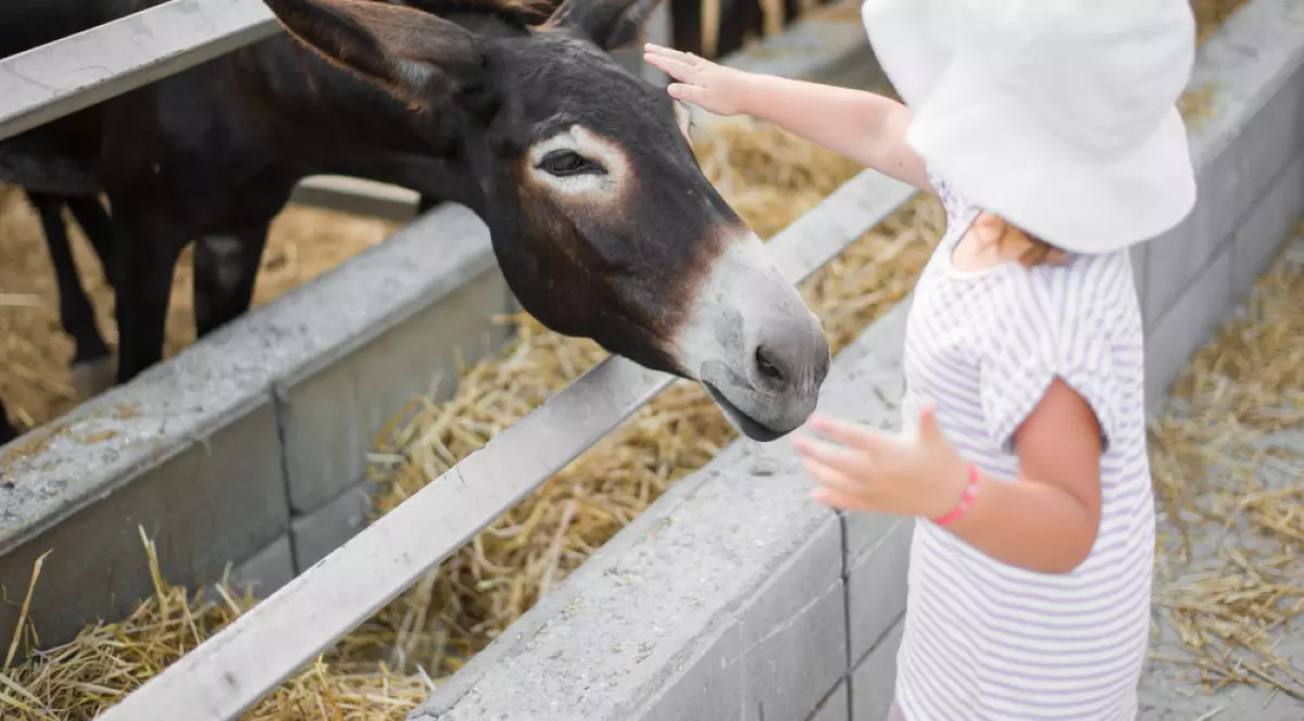 Lapte de măgăriță