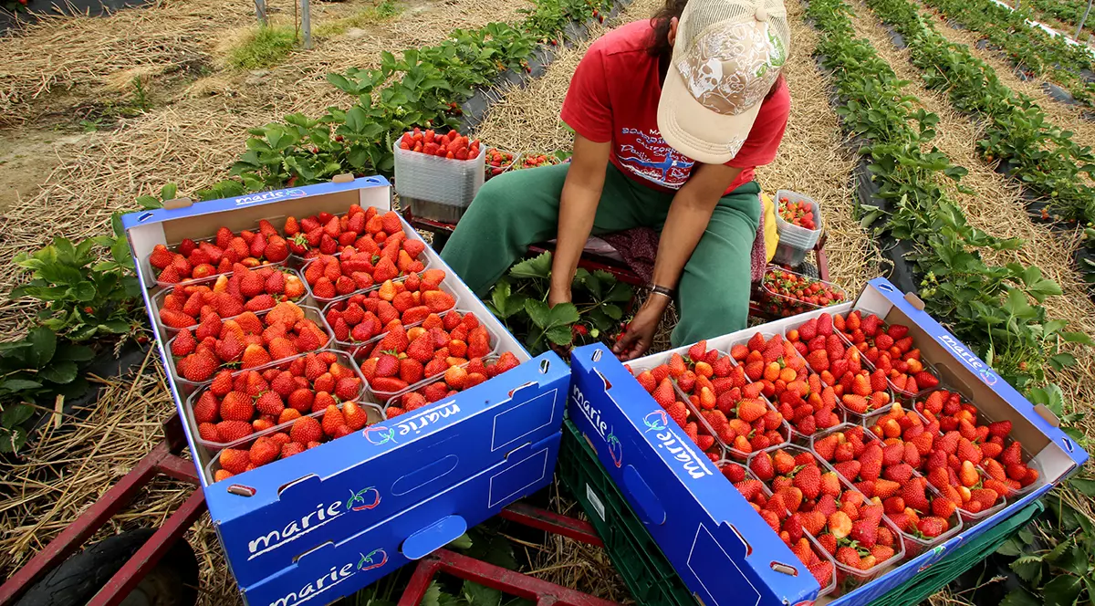 „Te tratează ca pe un animal”. Investigație despre viața muncitorilor străini care lucrează sezonier în fermele britanice