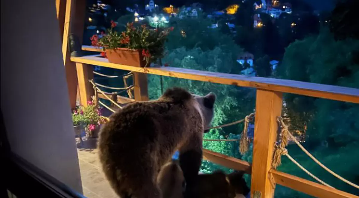 City managerul din Sinaia, Marian Panait, „vizitat” de o ursoaică și puii ei. „Îmi sunt tare dragi, dar nu așa”