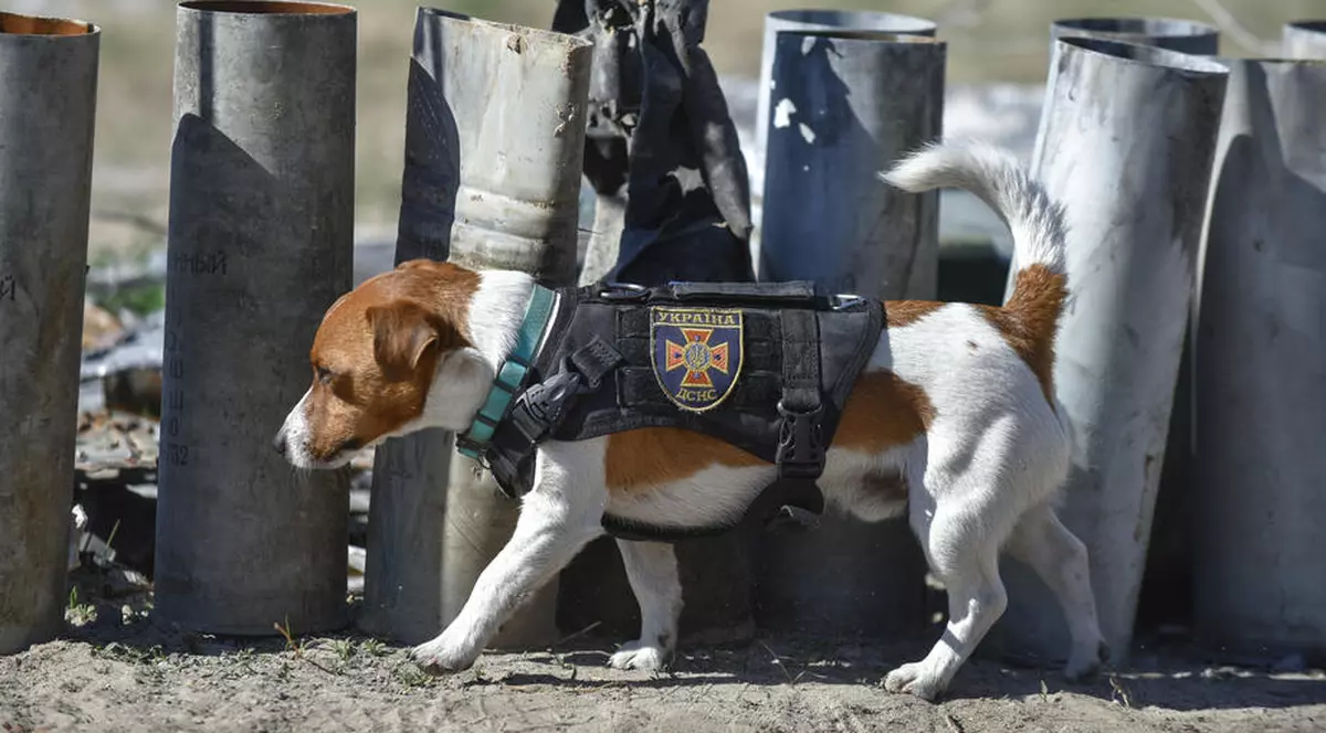 Patron, cățelul care a ajutat la neutralizarea a sute de mine, a fost decorat de președintele Zelenski