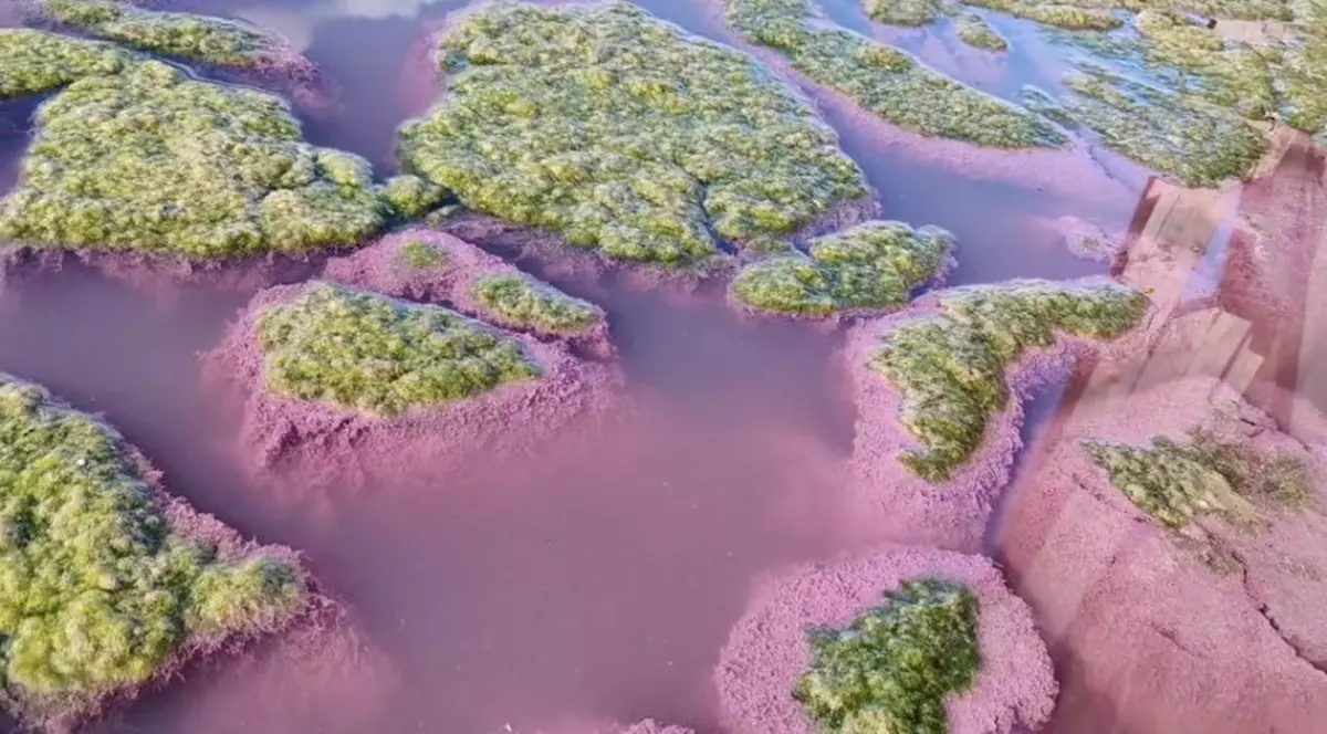 VIDEO |  Lacul Techirghiol a devenit roz. Ce spun specialiștii despre acest fenomen
