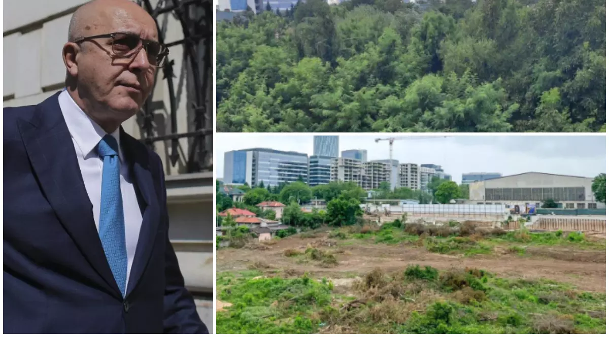 Cum au organizat fazanii rezistența în fața defrișărilor ilegale de pe un teren din nordul Bucureștiului, unde fugarul Popoviciu vrea să facă blocuri