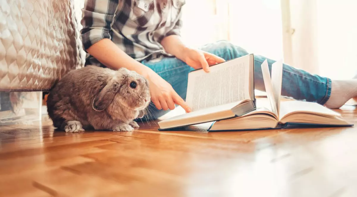 Iepurele ca amimal de companie. Rase de iepuri