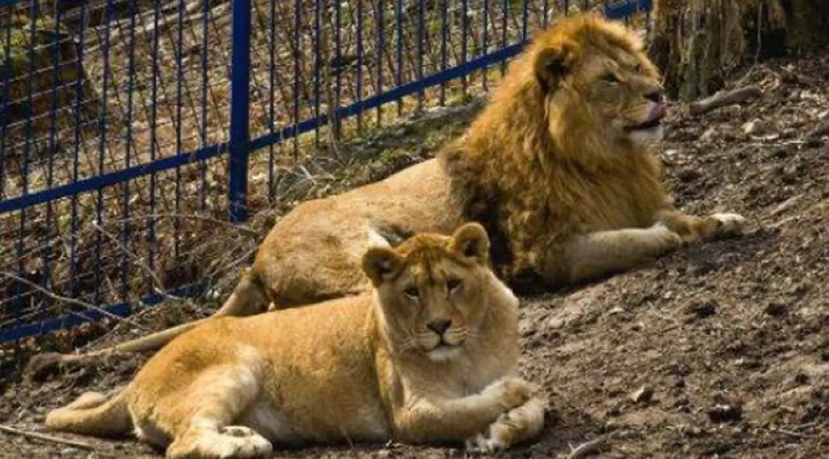 Doi lei au scăpat din cușcă, la Grădina Zoologică din Rădăuți. Oamenii din zonă au primit avertizare Ro-Alert