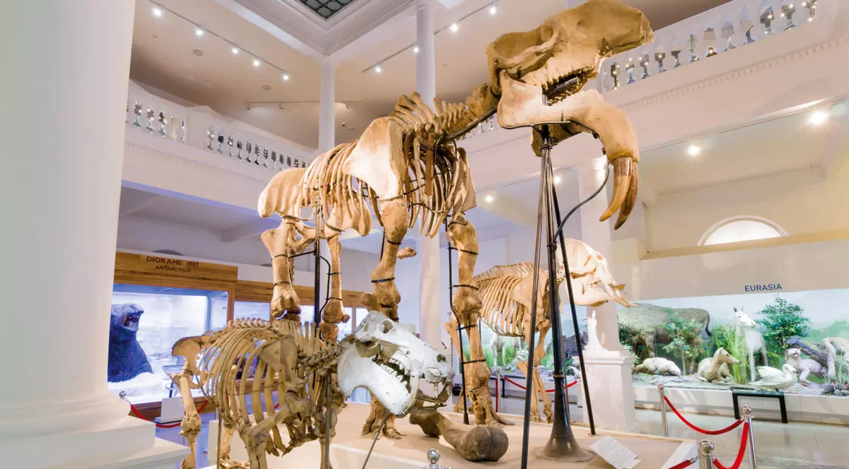 Art Safari și Antipa fac schimb de exponate pentru o săptămână și găzduiesc expoziții temporare simultane