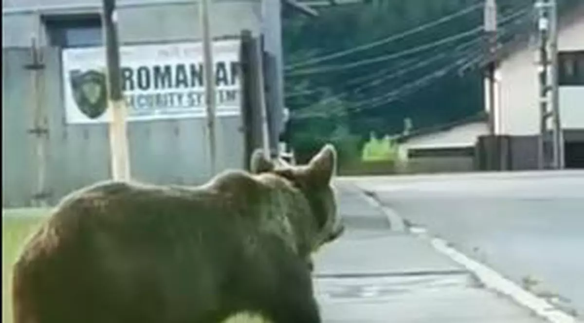 Urs filmat în fața secției de poliție din Bușteni. Animalul a fost prins și relocat - VIDEO
