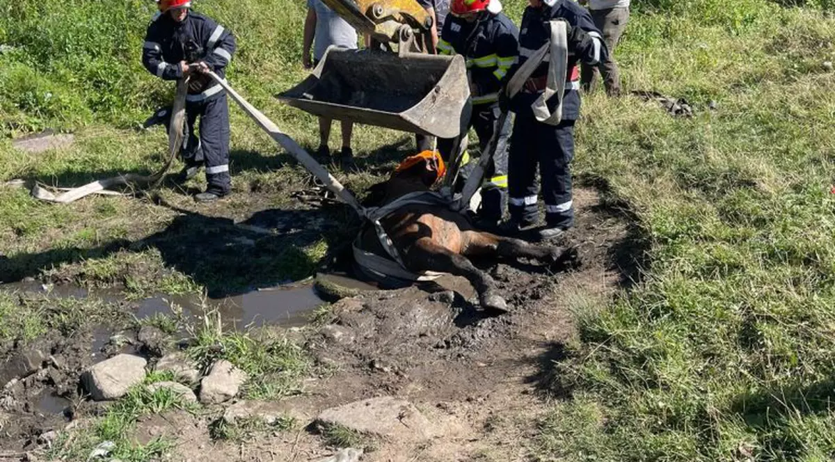 Un cal căzut într-o fântână a fost salvat de pompieri, în Sibiu