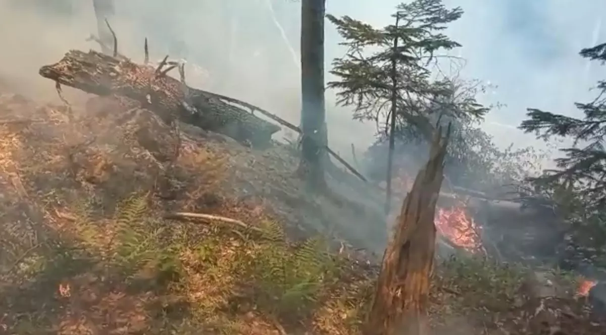 Incendiu de vegetație în zona Piatra Arsă, în pădurea dintre Sinaia și Bușteni. Turiștii l-au semnalat la 112