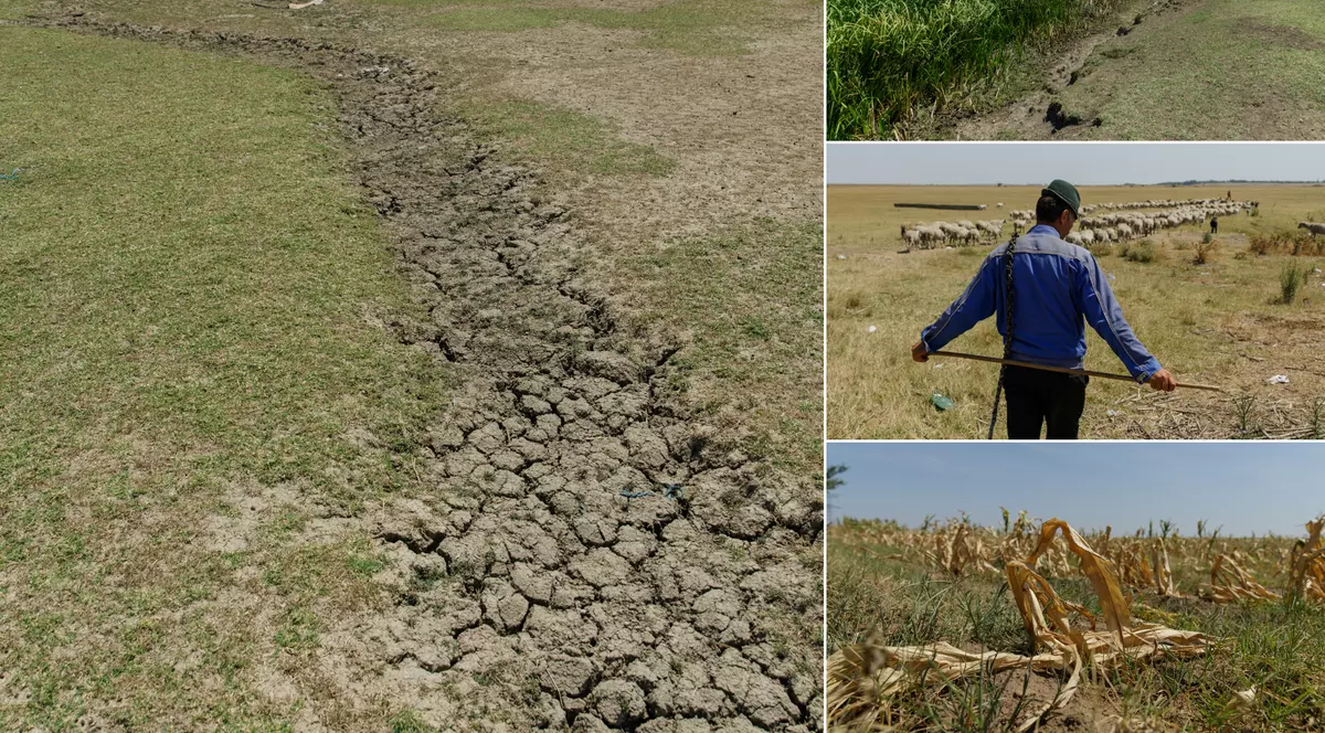 FOTOREPORTAJ Cum arată seceta într-o comună cu finanţări de jumătate de milion de euro pentru agricultori: după subvenţii, deşertul