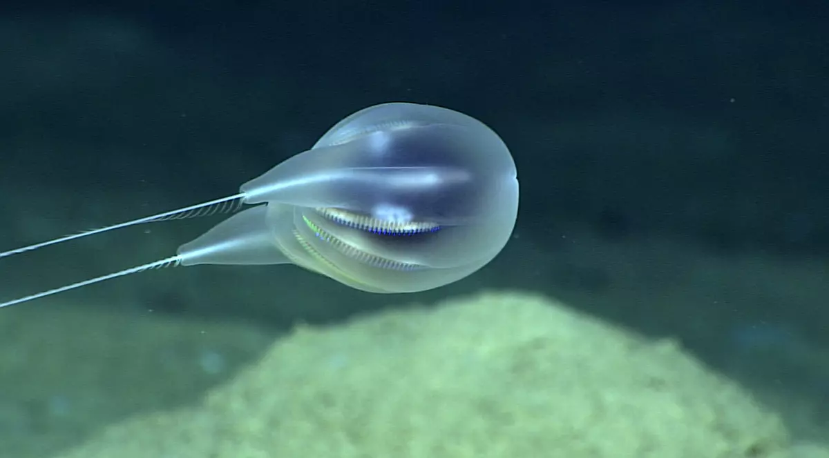 Oamenii de știință au descoperit 30 de potențiale noi specii pe fundul Oceanului Pacific