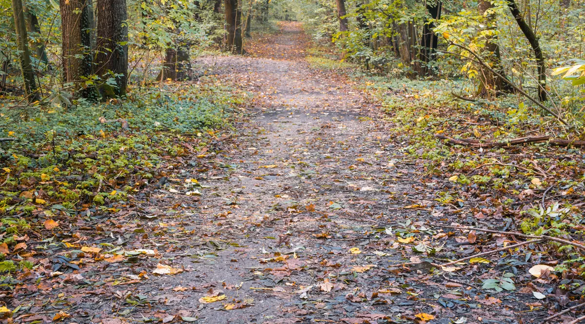Pădure. Fotografie cu rol ilustrativ