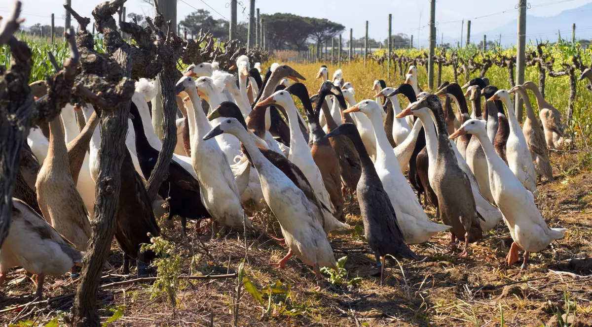 „Armata rațelor”. O podgorie din Africa de Sud e protejată de aproape 1.600 de rațe. Ce misiune au