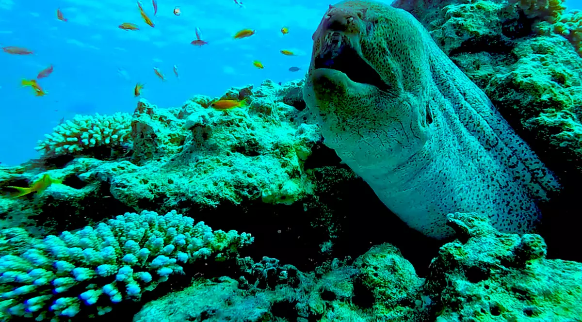 Corespondență din Egipt: Ce găsesc turiștii români în scufundările din Marea Roșie. Cronică și imagini din adâncuri