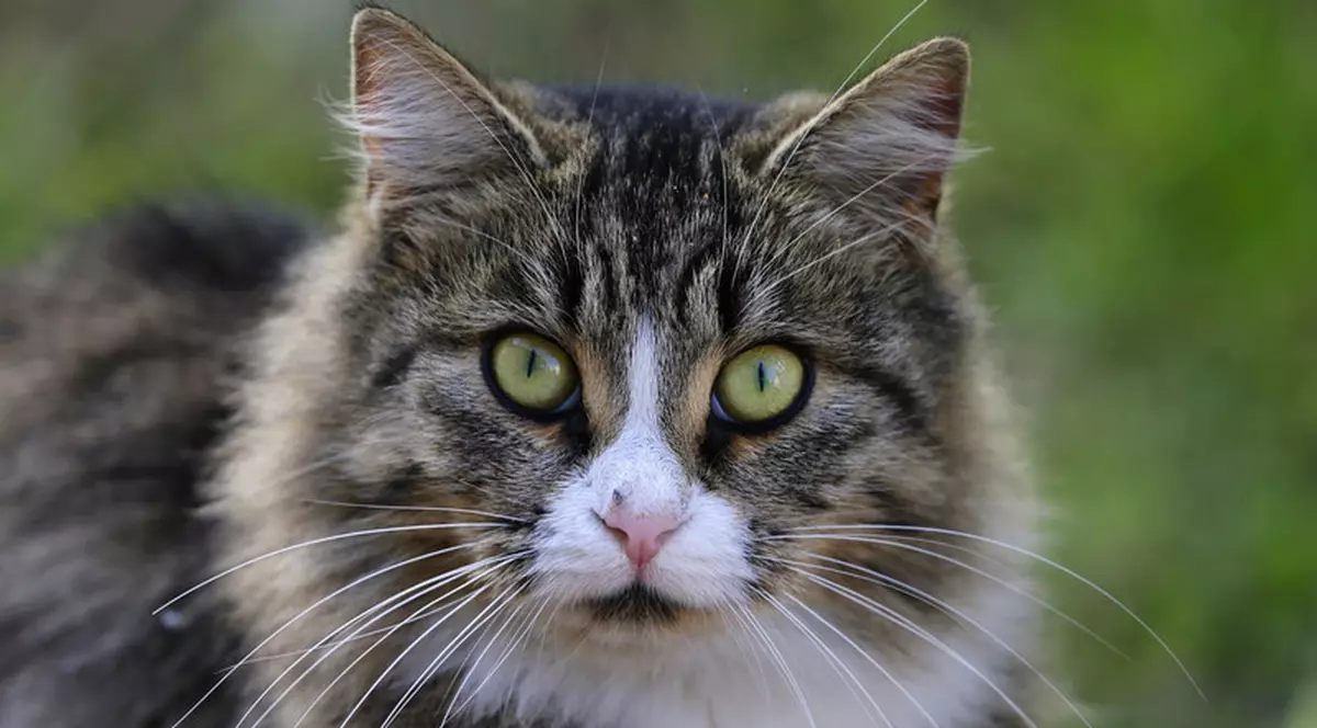 Orașul german unde primești 500 de euro amendă dacă nu-ți supraveghezi pisica. Motivul deciziei autorităților din Walldorf