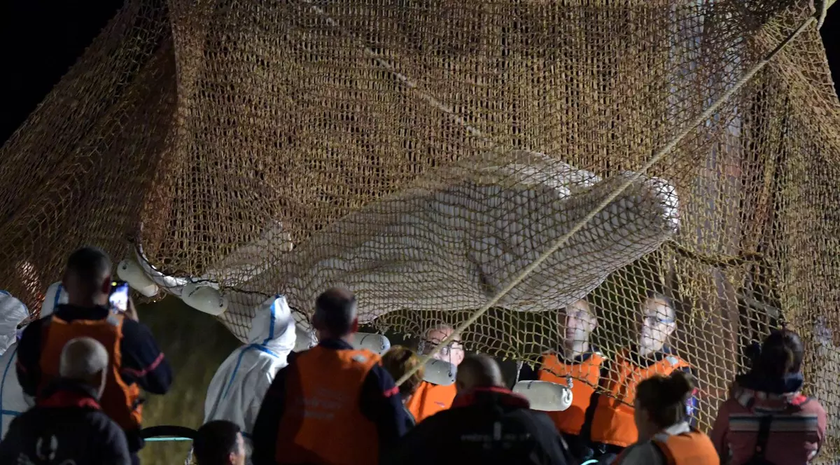 Beluga blocată în apele Senei a fost eutanasiată în timpul transportului către mare. „Suferința era evidentă pentru acest animal”
