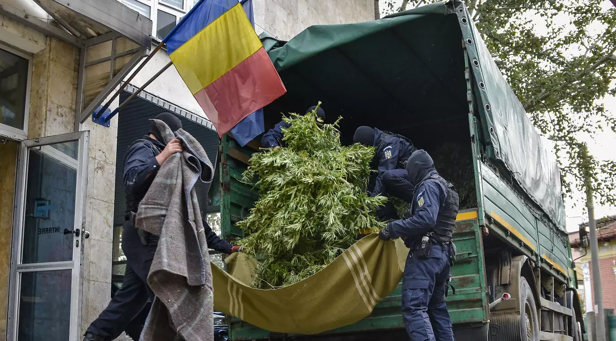 Cum și-a urmărit un cumpărător român de canabis dealerul montându-i un GPS pe mașină. Ce plantație a descoperit