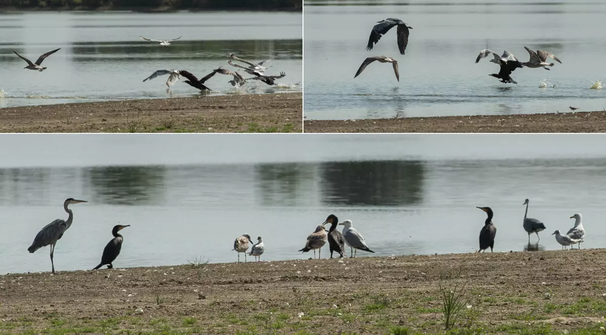Recensământul cormoranilor. Am numărat prădătorii de pește de pe bălțile deținute de fiica ministrului agriculturii: „Au fost doi, dar au fugit”