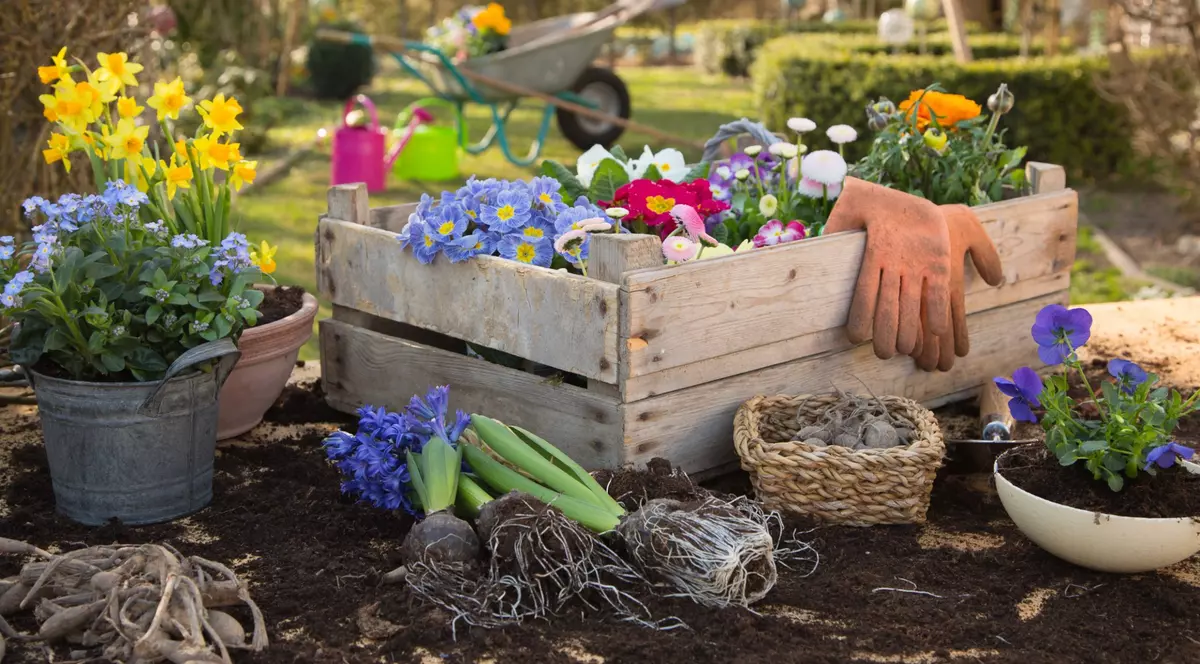 Flori care se plantează toamna în grădină