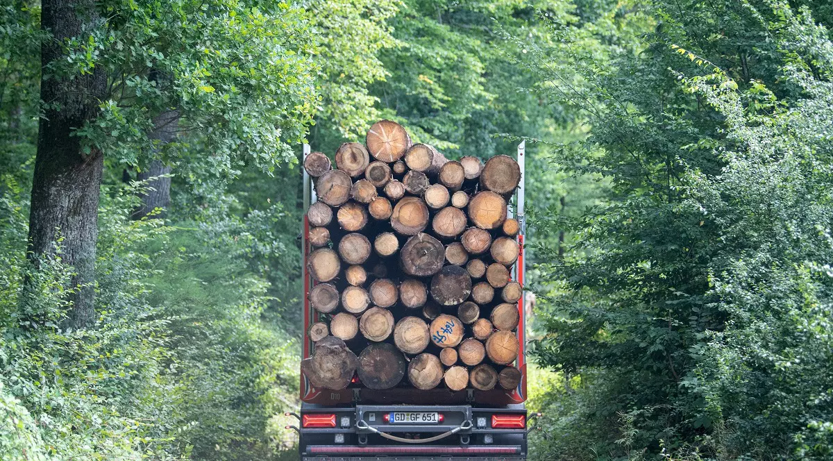 Guvernul a adoptat plafonarea prețului la lemnele de foc. Care sunt noile prețuri