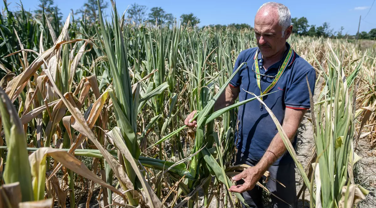 Politico: recoltele fermierilor din UE, compromise de secetă. Ce pierderi sunt așteptate în țara noastră